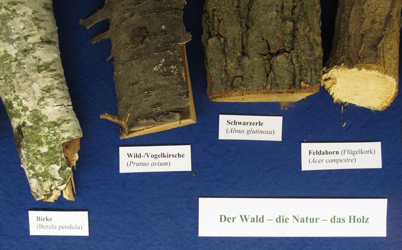 Das Holz im Wienerwald (© Dr. Michael Götzinger)